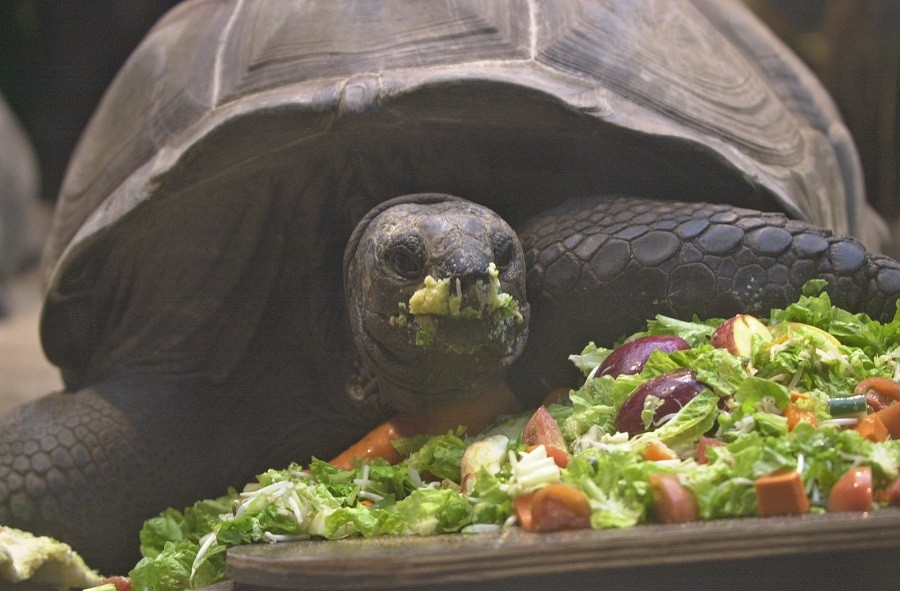 A la sombra de Internet crece el tráfico ilegal de animales | Actualidad