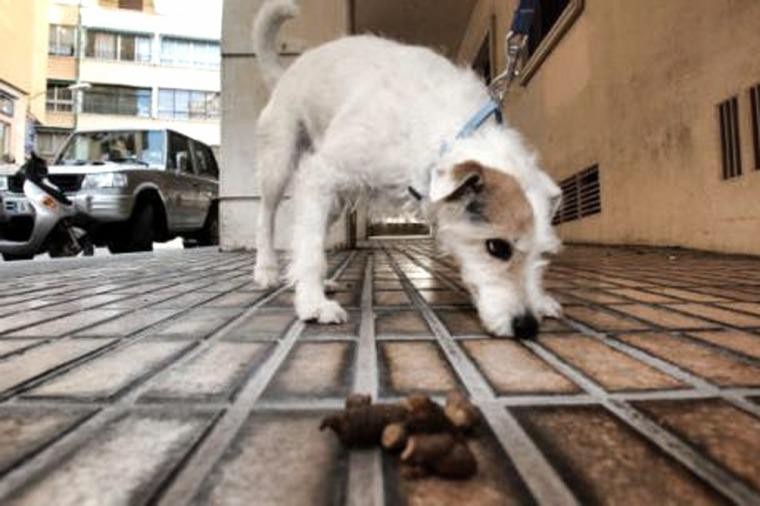 Preocupación por las enfermedades que generan los excrementos de perros y gatos en las veredas | Actualidad