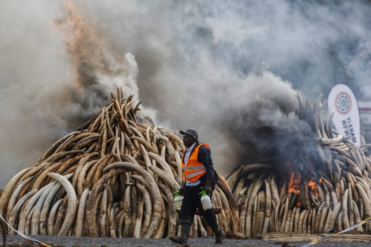 Quemaron los colmillos de 6.700 elefantes incautados a cazadores de marfil | Internacionales