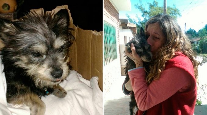El perro ciego y sordo que se reencuentra con su dueña tras un año | Curiosidades