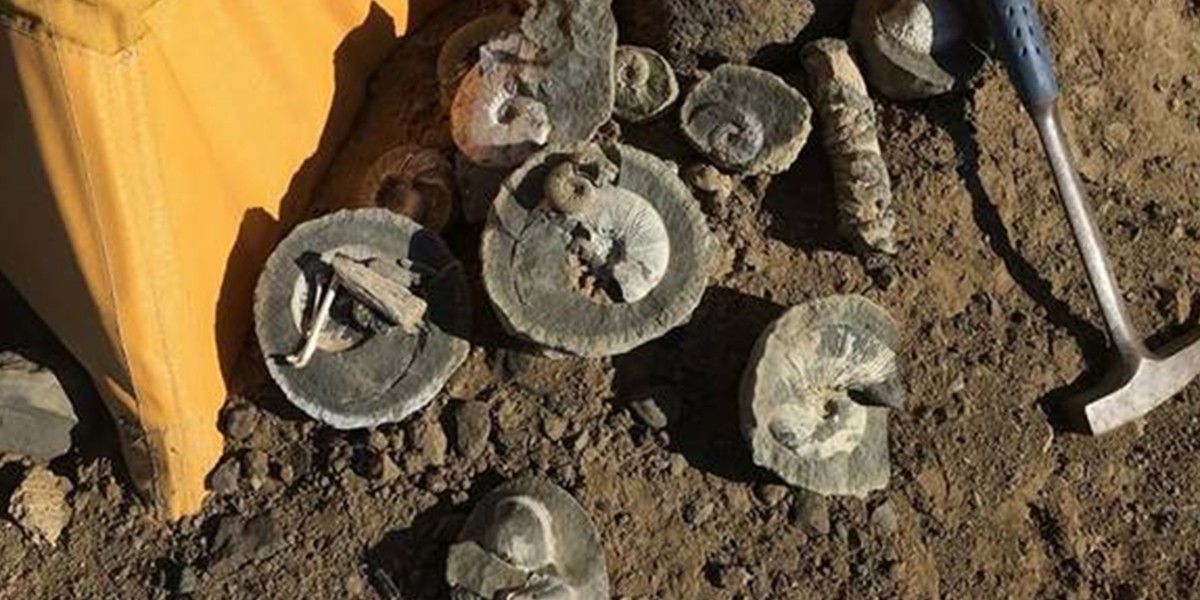 Encuentran una tonelada de huesos de dinosaurios en la Antártida | Actualidad