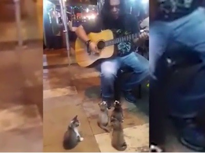 #EsViral El video del encantador de gatos | Redes