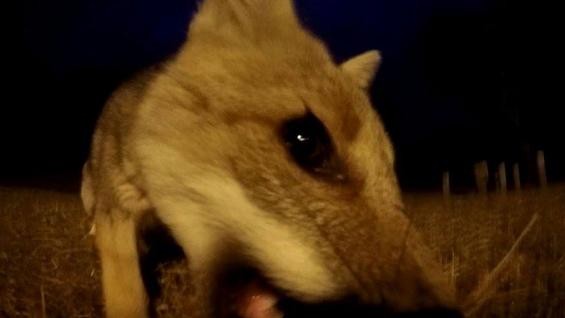 El zorro ladrón que se filmó cuando robaba una GoPro en Córdoba | Curiosidades