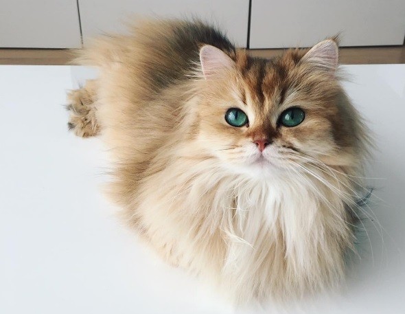 Te presentamos a "Smoothie", la gata más linda del mundo | Redes