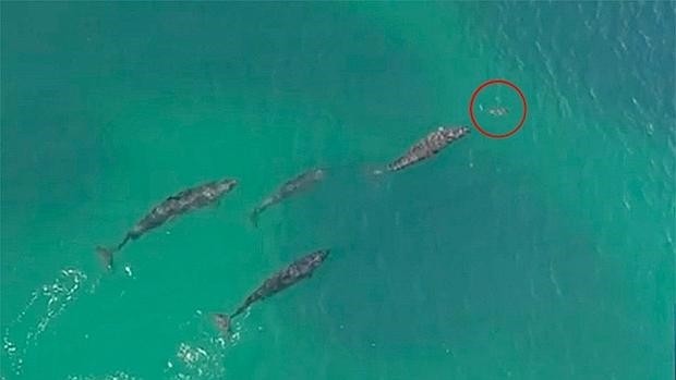 Cazador cazado en video: orcas atrapan a un tiburón | Redes