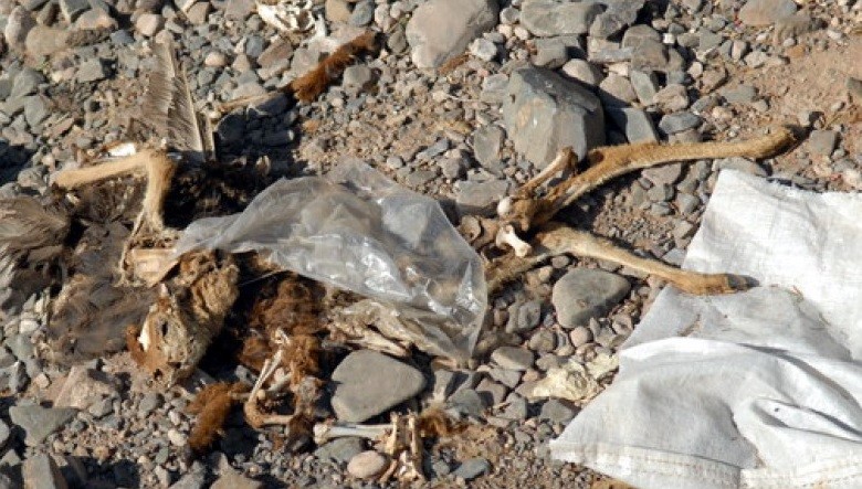 Mendoza denunció penalmente al zoo provincial por la muerte de más de 50 animales | Actualidad