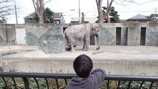 A los 69 años, murió "el elefante más solitario del mundo" | Internacionales