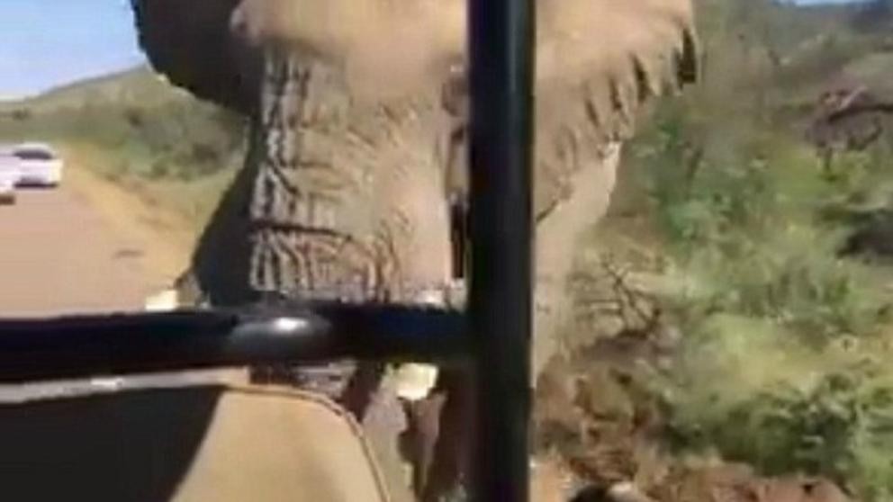 Video: el susto de Schwarzenegger tras ser perseguido por un elefante durante un safari | Espectáculos