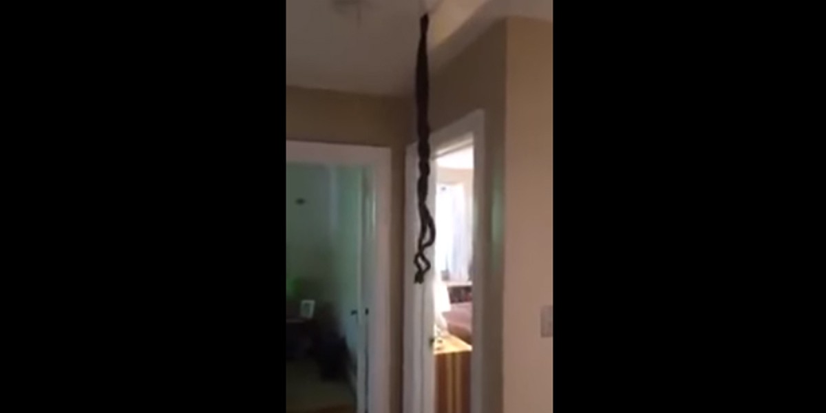 Encontró dos serpientes trenzadas y atascadas en el techo de su casa | Curiosidades