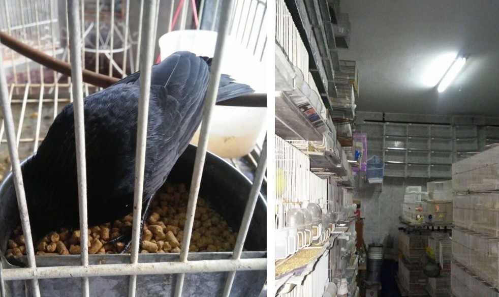 Rescataron más de 400 aves, tres perros y un gato abandonados en Caballito | Actualidad