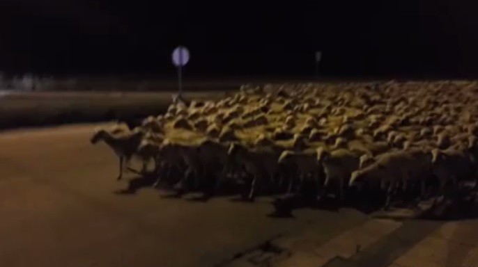Un pastor se queda dormido y 1.300 ovejas se le van de paseo por las calles del pueblo | Curiosidades