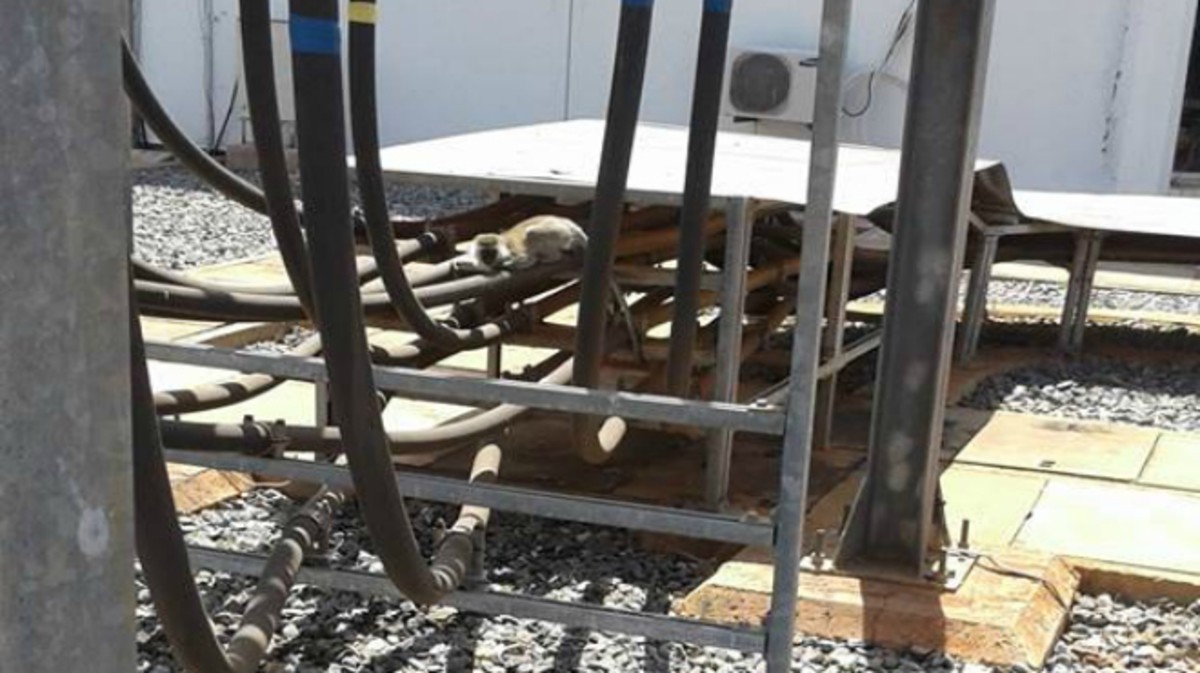 Un mono causó "un apagón a escala nacional" en Kenia | Internacionales