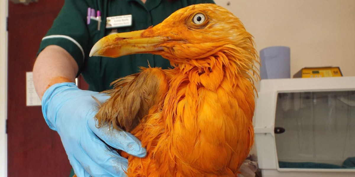 Una gaviota se cayó en un recipiente con curry y se volvió naranja | Curiosidades