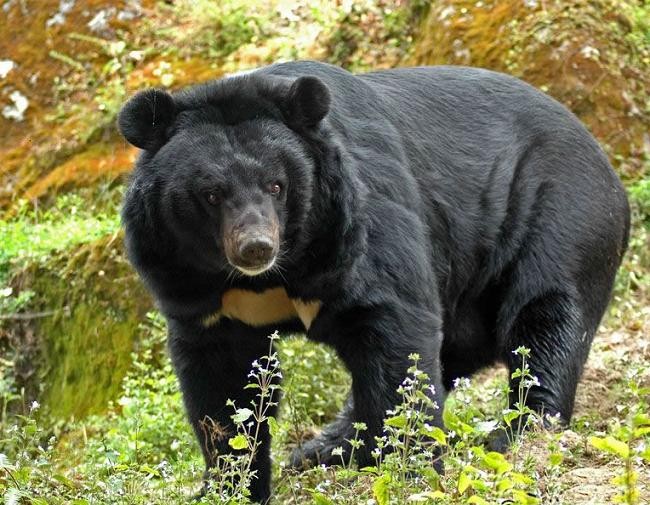 Un oso negro destripador mató a cuatro personas y aterroriza a Japón | Internacionales