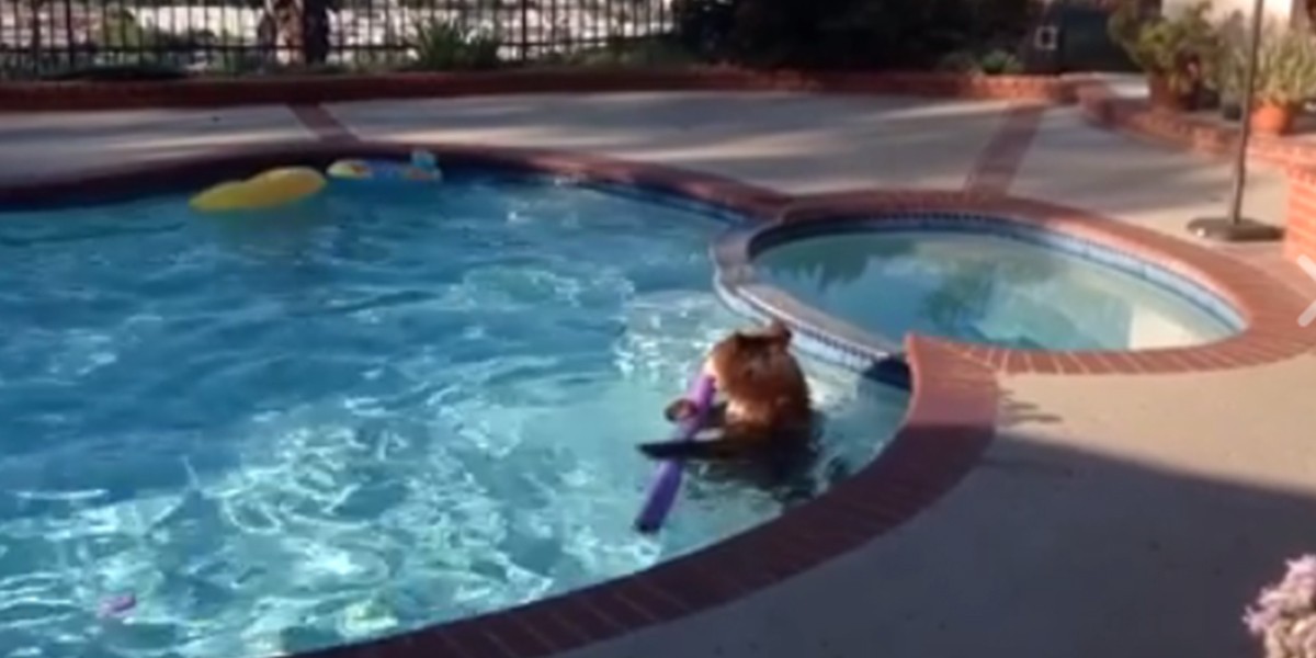Salió al jardín y encontró a un oso en la pileta | Redes