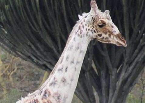 El insólito caso de la jirafa que se destiñe | Curiosidades