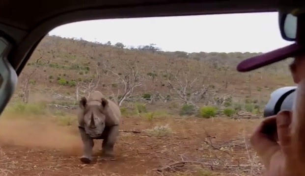 Video: el rinoceronte que no le gusta que le saquen fotos | Curiosidades
