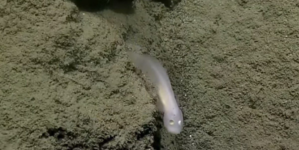 El inusual hallazgo de un “pez fantasma” que genera asombro entre científicos | Curiosidades