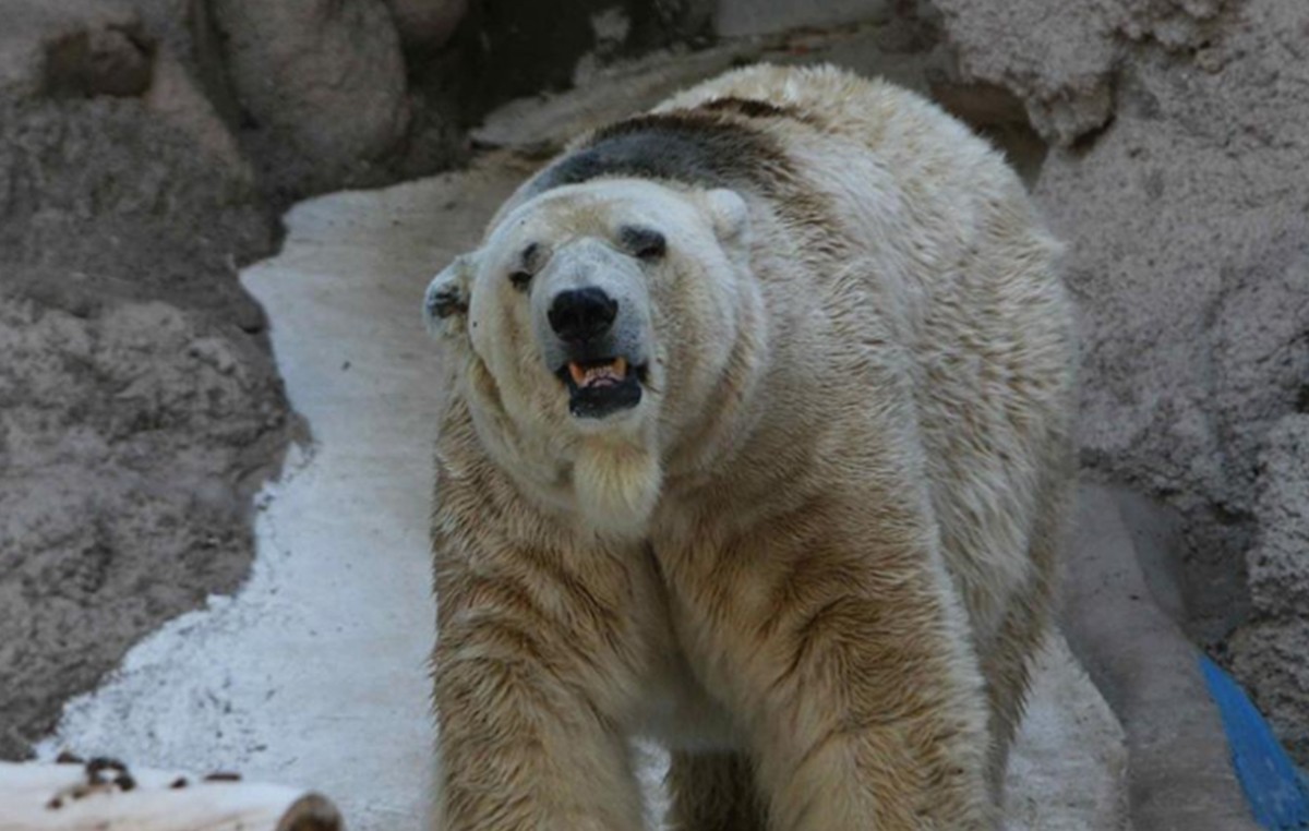 Mendoza: murió el oso polar Arturo | Actualidad