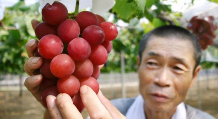 Venden un racimo de uvas a casi 11.000 dólares | Curiosidades