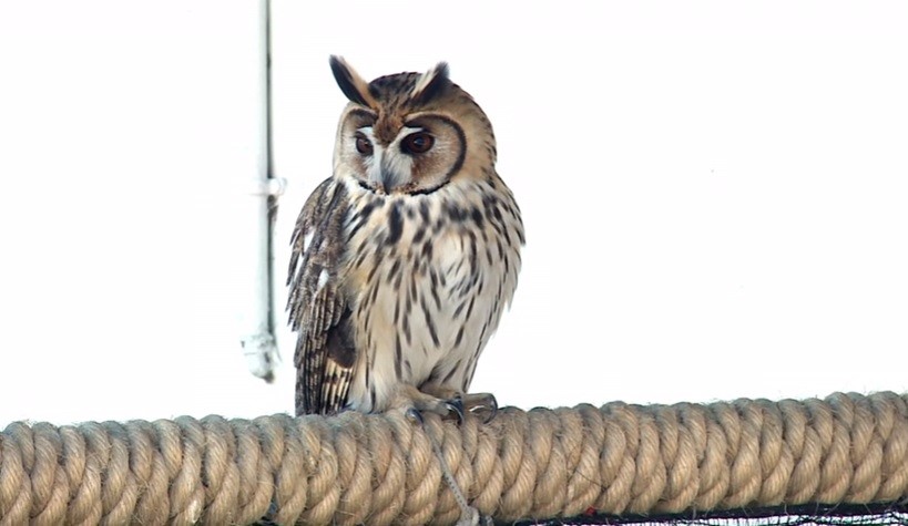 El 16 de julio reabre el zoológico porteño: sólo permitirán 2000 visitas diarias | Actualidad