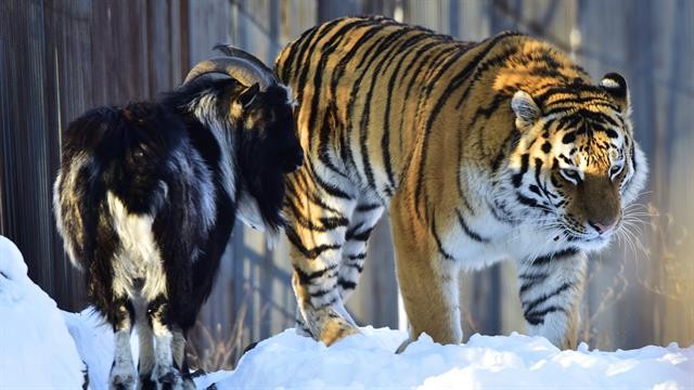 LA extraña amistad entre un tigre y una cabra que terminó mal | Curiosidades
