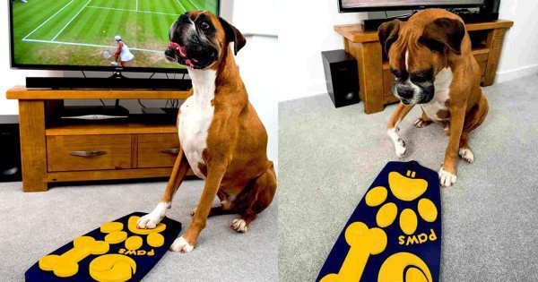 Crean el primer control remoto para perros | Curiosidades