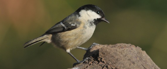 Video viral: el pájaro que se divierte en una cinta mecánica | Curiosidades