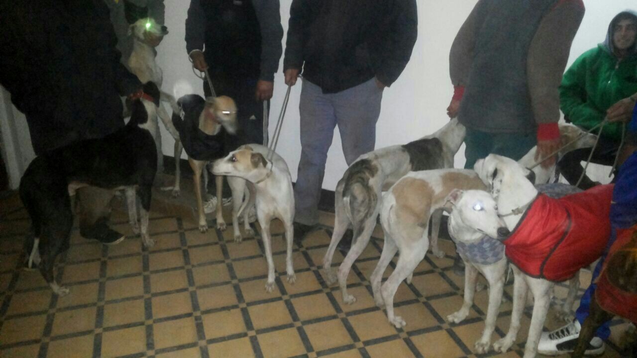 Carrera clandestina en Tres Arroyos: rescataron a 15 galgos y hallaron 23 liebre muertas | Actualidad