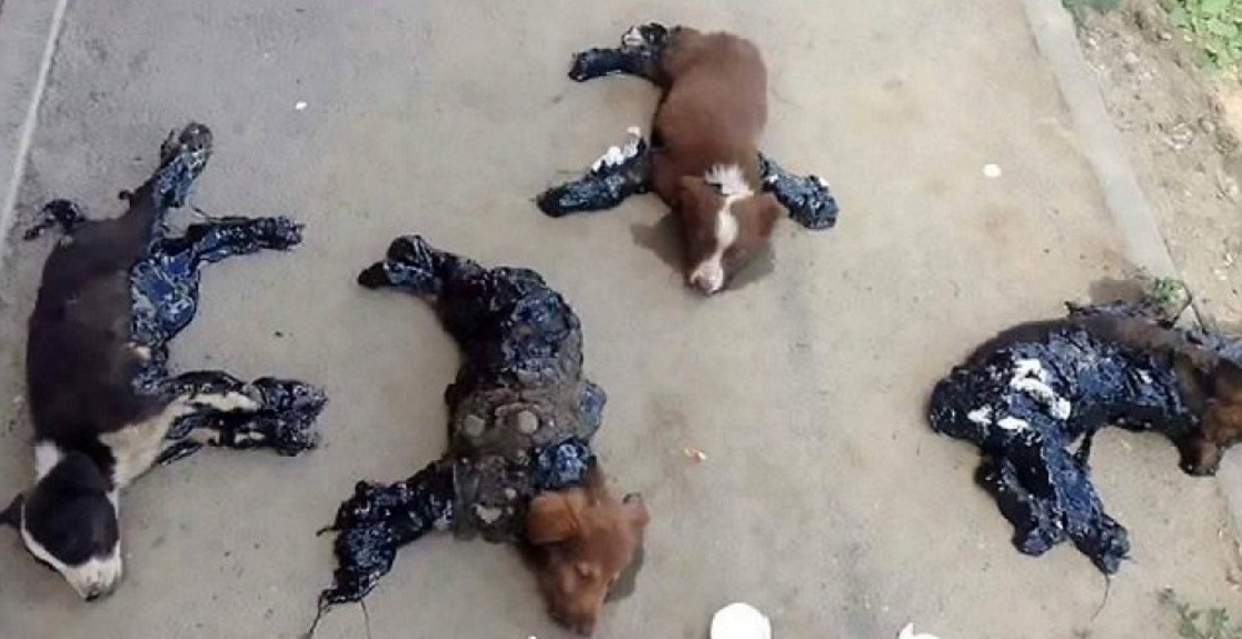 Horror: Bañan en alquitrán y pegan al piso a estos cuatro cachorros | Redes