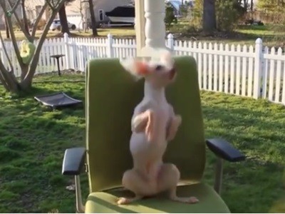 #EsViral el perro bailarín, que no era tal | Redes