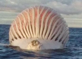 Descubren una misteriosa esfera flotante en el océano Índico | Curiosidades