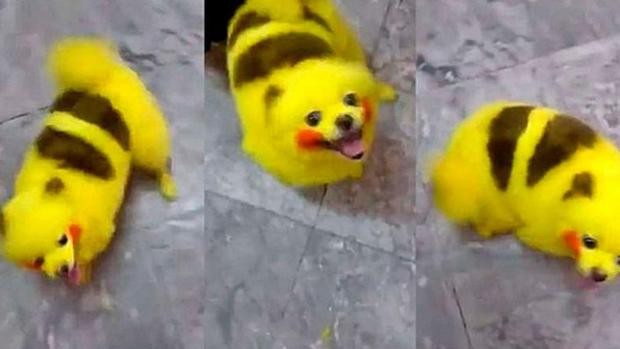 Un fanático de Pokemon Go tiñó a su perro como un pikachu | Redes