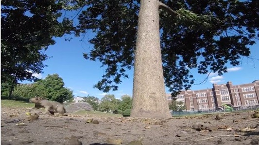 #EsViral La ardilla con una GoPro y una recorrida por las ramas de un árbol | Redes