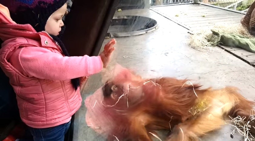 #EsViral El bebé orangután que tiene un don para el 'breakdance' | Redes