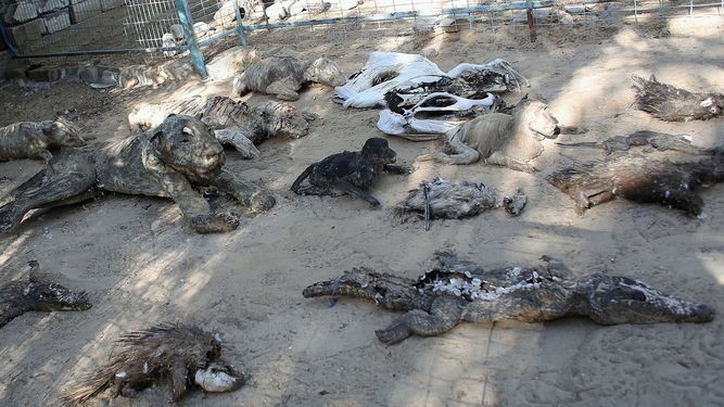 Cierran el "peor zoológico del mundo" en la franja de Gaza | Internacionales