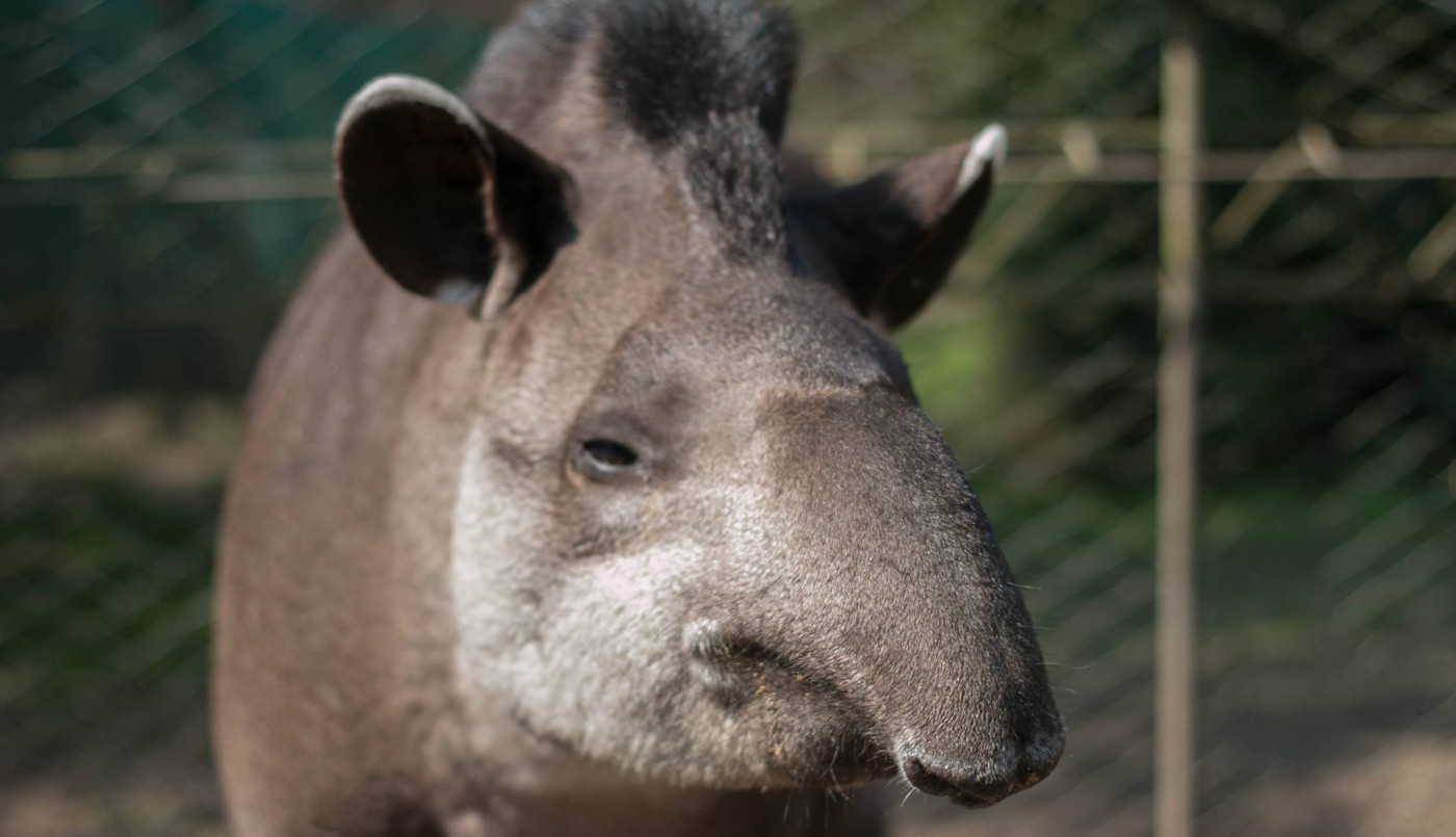 Tucumán: murió uno de los tapires más viejos del mundo | Actualidad