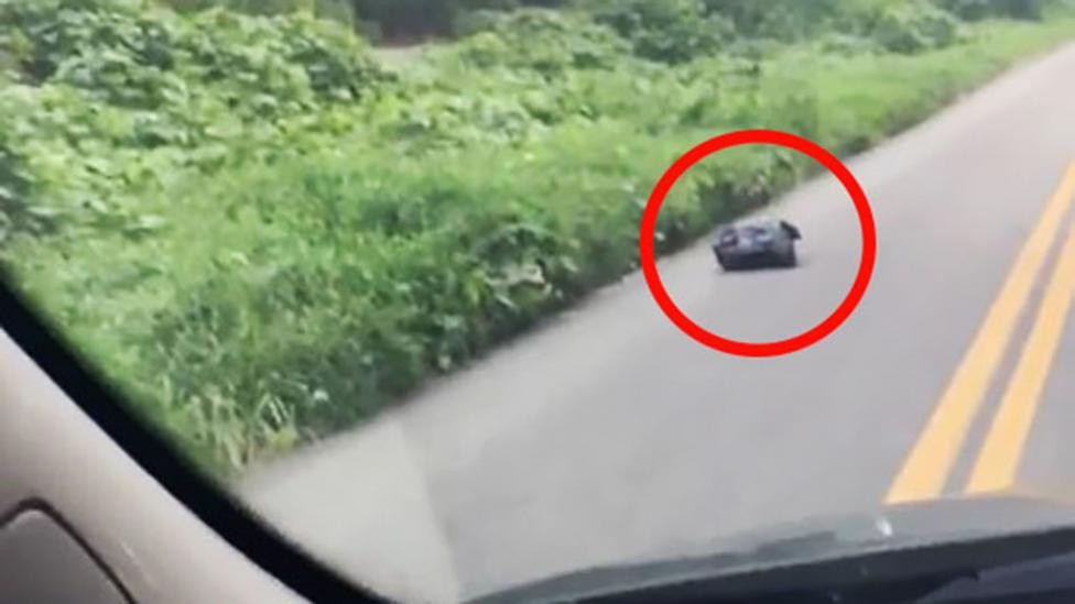 Manejaba por la ruta, vio una bolsa que se movía y salvó una vida | Curiosidades