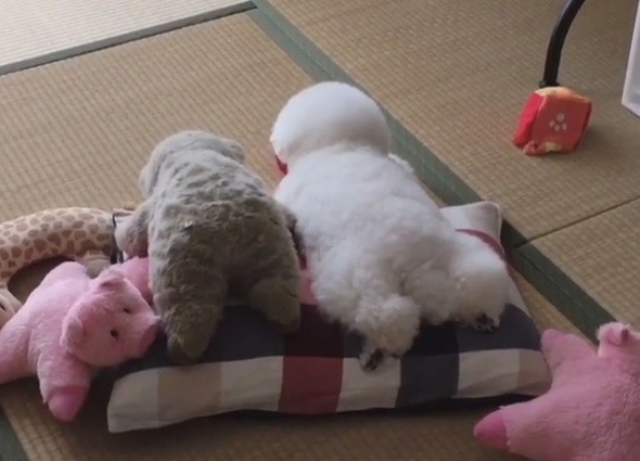 #EsViral El peluche que está vivo | Redes