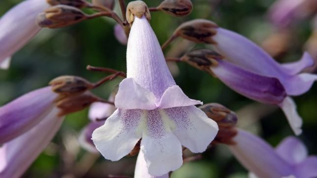 San Luis producirá más de 100 mil ejemplares de un árbol que contribuye a combatir el cambio climático | Actualidad