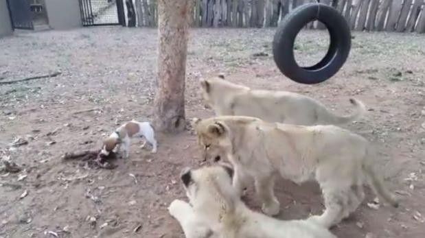 Video viral: el perrito que enfrenta a tres leones para defender su comida | Curiosidades