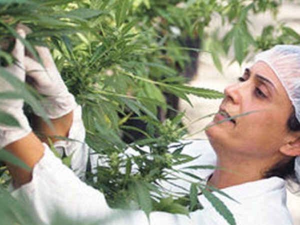 Proponen que se incorpore al sistema público de salud santafesino el aceite de cannabis | Actualidad