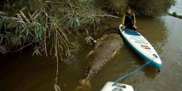 Misterio por el "monstruo marino" hallado en un río de Inglaterra | Curiosidades