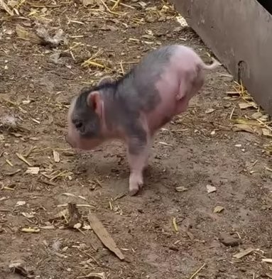 #EsViral: El mini cerdito que camina de una forma muy particular | Redes