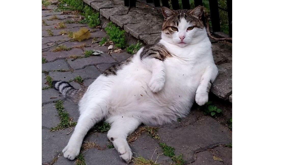 El gato más famoso de internet tiene estatua propia y la visitan hasta los felinos | Curiosidades