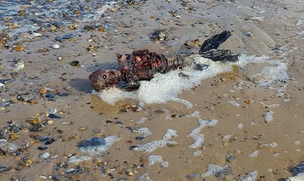 Video: un inglés asegura que halló una sirena, pero nadie le cree | Curiosidades