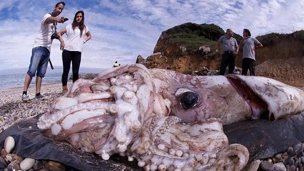 Hallaron en España una cría de calamar gigante que pesa 105 kilos | Curiosidades