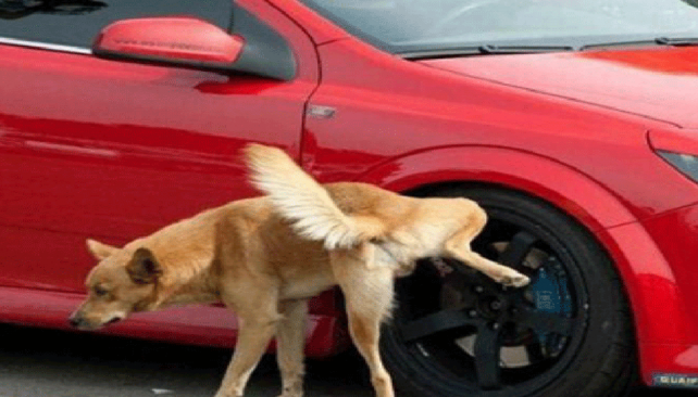 Revelan por qué los perros hacen pis en las ruedas de los autos | Curiosidades
