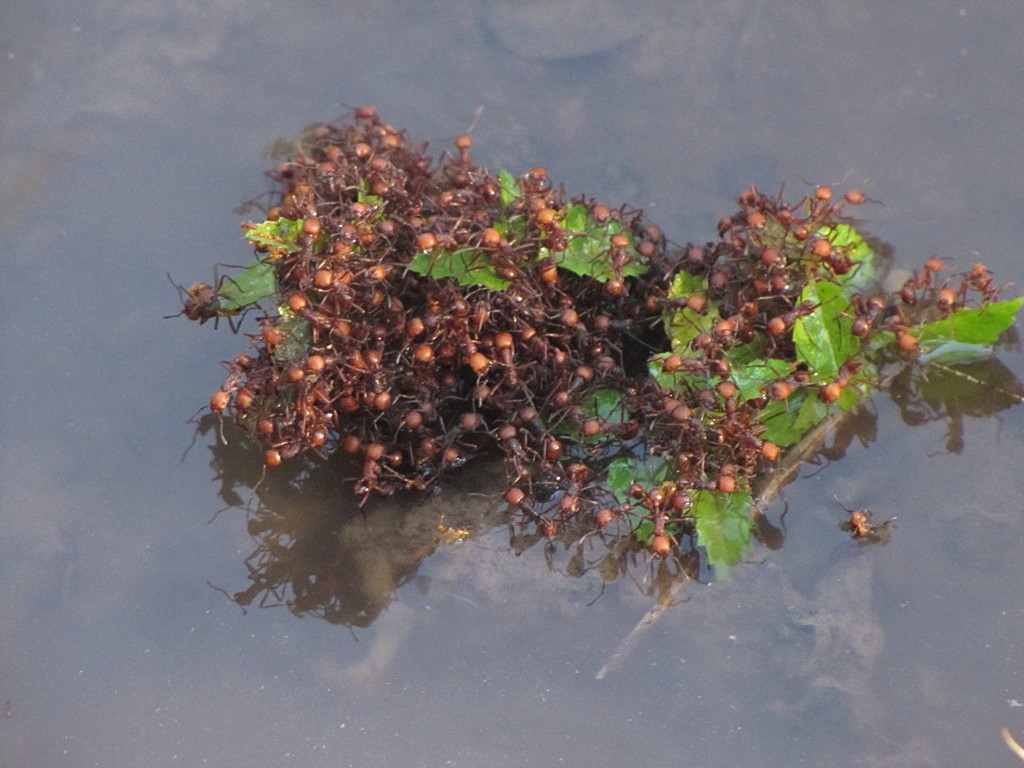 La hormiga argentina amenaza los ecosistemas en el sur de Europa | Internacionales