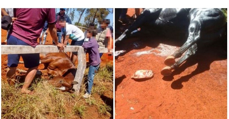 Murieron tres caballos en el hipódromo de Posadas y denuncian que les inyectaron estimulantes | Actualidad